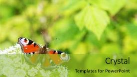  Presentation with peacock - Slides having european peacock butterfly inachis io background and a gold colored foreground