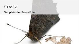  Presentation with moth - Beautiful slide deck featuring ios theme - european peacock moth inachis io backdrop and a white colored foreground