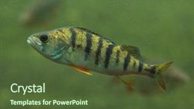  Presentation with freshwater fish - Theme featuring eurasia - european perch perca fluviatilis freshwater background and a tawny brown colored foreground