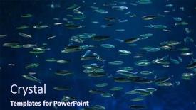  Presentation with marine - Amazing PPT theme having european pilchard sardina pilchardus marine fish backdrop and a navy blue colored foreground