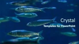  Presentation with marine - Cool new PPT theme with european pilchard sardina pilchardus marine fish backdrop and a navy blue colored foreground
