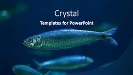  Presentation with marine - Cool new slide deck with european pilchard sardina pilchardus marine fish backdrop and a dark gray colored foreground