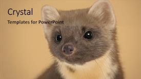  Presentation with european union cohesion - Slides having european pine marten martes martes background and a  colored foreground