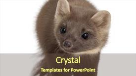  Presentation with pine - Beautiful theme featuring european-pine-marten-or-pine backdrop and a tawny brown colored foreground