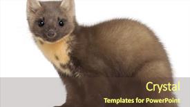  Presentation with pine - Cool new presentation theme with european pine marten or pine backdrop and a tawny brown colored foreground