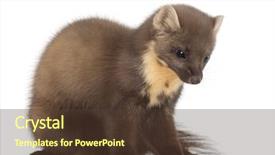  Presentation with pink and white - Beautiful PPT theme featuring european pine marten or pine backdrop and a tawny brown colored foreground