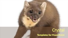  Presentation with pine - Audience pleasing slides consisting of european pine marten or pine backdrop and a tawny brown colored foreground