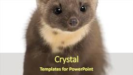  Presentation with pine - Cool new slides with european pine marten or pine backdrop and a tawny brown colored foreground
