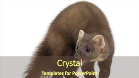  Presentation with pine - Theme enhanced with european pine marten or pine background and a tawny brown colored foreground