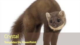  Presentation with pink and white - Slide deck consisting of european pine marten or pine background and a tawny brown colored foreground