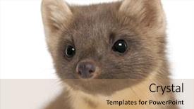  Presentation with pine - Beautiful PPT layouts featuring european pine marten or pine marten martes martes 4 years old against white background backdrop and a coral colored foreground