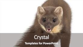  Presentation with pine - Audience pleasing theme consisting of european pine marten or pine backdrop and a tawny brown colored foreground