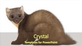  Presentation with pine - PPT theme consisting of european pine marten or pine background and a  colored foreground