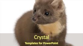  Presentation with pink and blue acrylic smoke white - Beautiful PPT layouts featuring european pine marten or pine backdrop and a  colored foreground