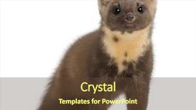  Presentation with pink and white roses - Slide deck with european pine marten or pine background and a tawny brown colored foreground