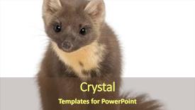  Presentation with pink and white roses country - PPT layouts consisting of european pine marten or pine background and a tawny brown colored foreground