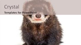  Presentation with camera - Slide set enhanced with european-polecat-facing-and-looking background and a coral colored foreground