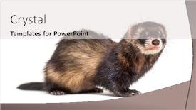  Presentation with european union single market - Slide set consisting of european-polecat-looking-away-isolated background and a light gray colored foreground