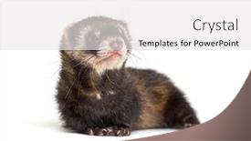  Presentation with european union law - Presentation design featuring european-polecat-looking-away-isolated background and a white colored foreground