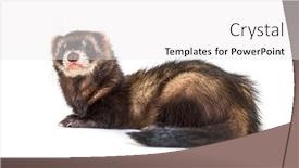  Presentation with european sovereign debt - Slide deck with european-polecat-looking-away-isolated background and a white colored foreground