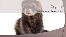  Presentation with background - Slide set consisting of european-polecat-looking-away background and a light gray colored foreground