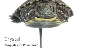  Presentation with 20 year work anniversary - Presentation design with european-pond-turtle-1-year background and a white colored foreground