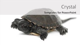  Presentation with pond - Beautiful theme featuring european-pond-turtle-also-called backdrop and a white colored foreground