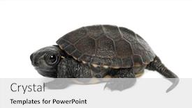  Presentation with pond - PPT layouts with european-pond-turtle-also-called background and a light gray colored foreground