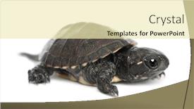  Presentation with pond - Audience pleasing PPT layouts consisting of european-pond-turtle-also-called backdrop and a soft green colored foreground