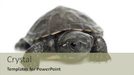  Presentation with bulgaria in european union - Cool new theme with european-pond-turtle-also-called backdrop and a mint green colored foreground