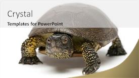  Presentation with pond - Slides having european-pond-turtle-emys-orbicularis background and a light gray colored foreground