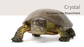  Presentation with pond - Slide deck consisting of european-pond-turtle-emys-orbicularis background and a coral colored foreground