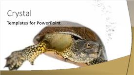  Presentation with pond - Cool new theme with european-pond-turtle-emys-orbicularis backdrop and a white colored foreground