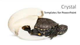  Presentation with turtle - Theme featuring european-pond-turtle-emys-orbicularis background and a white colored foreground