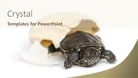  Presentation with pond - Presentation enhanced with european-pond-turtle-emys-orbicularis background and a cream colored foreground