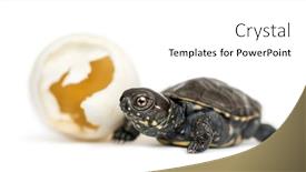  Presentation with turtle - Colorful PPT theme enhanced with european-pond-turtle-emys-orbicularis backdrop and a white colored foreground