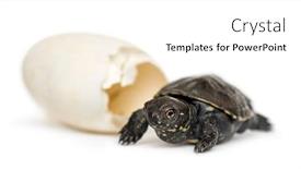  Presentation with pond - PPT layouts enhanced with european-pond-turtle-emys-orbicularis background and a white colored foreground