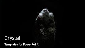  Presentation with pond - Amazing PPT theme having european-pond-turtle-emys-orbicularis backdrop and a black colored foreground