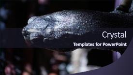  Presentation with turtle - PPT theme having european-pond-turtle-emys-orbicularis background and a wine colored foreground