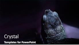  Presentation with european union law - Audience pleasing slides consisting of european-pond-turtle-emys-orbicularis backdrop and a black colored foreground