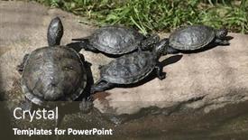  Presentation with pond - PPT theme consisting of european-pond-turtle-emys-orbicularis background and a tawny brown colored foreground