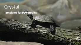  Presentation with pond - Presentation theme enhanced with european-pond-turtle-emys-orbicularis background and a gray colored foreground