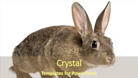  Presentation with rabbit - Slide deck enhanced with european rabbit or common rabbit background and a coral colored foreground