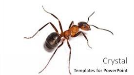  Presentation with ant - Slide deck having european red wood ant formica background and a white colored foreground