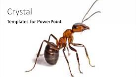  Presentation with ant - Audience pleasing PPT theme consisting of european red wood ant formica backdrop and a white colored foreground