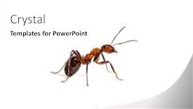  Presentation with ant - Amazing slide deck having european red wood ant formica backdrop and a white colored foreground