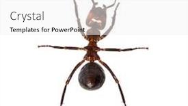  Presentation with ant - Presentation design consisting of european red wood ant formica polyctena against white background background and a white colored foreground