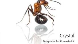  Presentation with ant - Beautiful PPT theme featuring animal ants - european red wood ant formica backdrop and a white colored foreground