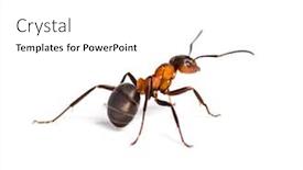 Presentation with ant - Presentation design featuring ants - european red wood ant formica background and a white colored foreground
