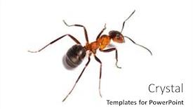  Presentation with ant - Cool new PPT theme with ants - european red wood ant formica backdrop and a white colored foreground